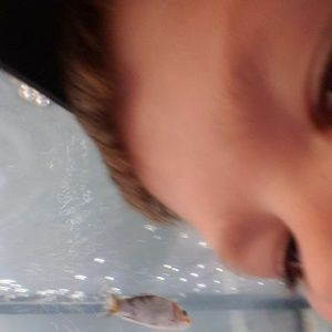 Meet your Posher, Koi fish